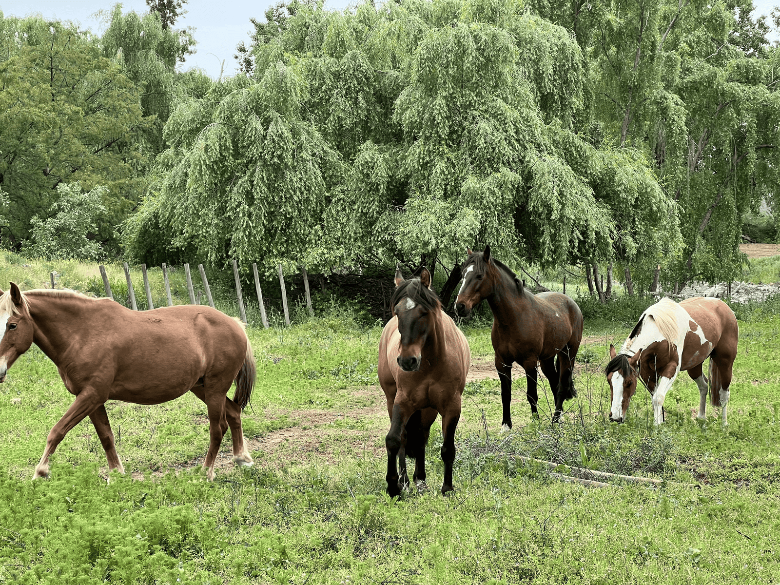Caballos en pradera